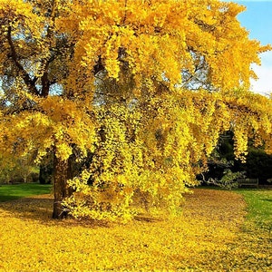 Ginkgo Biloba Seeds Species Of Maidenhair Tree - 5 Seeds !! Very Fresh Seeds !!