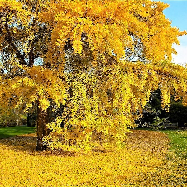 Ginkgo Biloba Seeds Species Of Maidenhair Tree - 5 Seeds !! Very Fresh Seeds !!