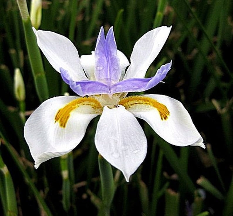 Dietes iridioides Wood Iris 10 Seeds image 2