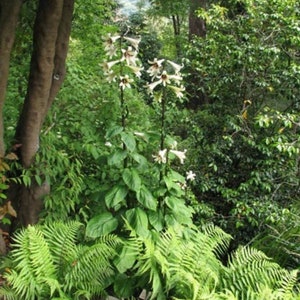 Giant Himalayan Lily Cardiocrinum Giganteum Yunnan 50 seeds image 8