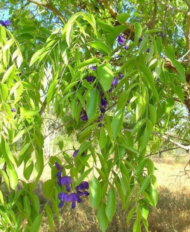 Tree Wisteria Bolusanthus Speciosus 6 Bonsai Seeds image 4