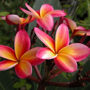 Plumeria rubra, Frangipani Arcoíris Intenso - 5 Semillas