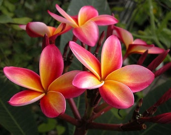 Plumeria Rubra - Frangipani "Intense Rainbow" - 5 Fresh Seeds