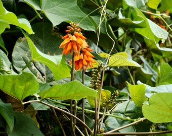Erythrina arborescens Seed - Erythrina tienensis, Himalayan Coral Tree - 5 Seeds