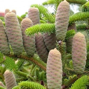 Abies cephalonica Seeds - Abeto griego - 10 Semillas