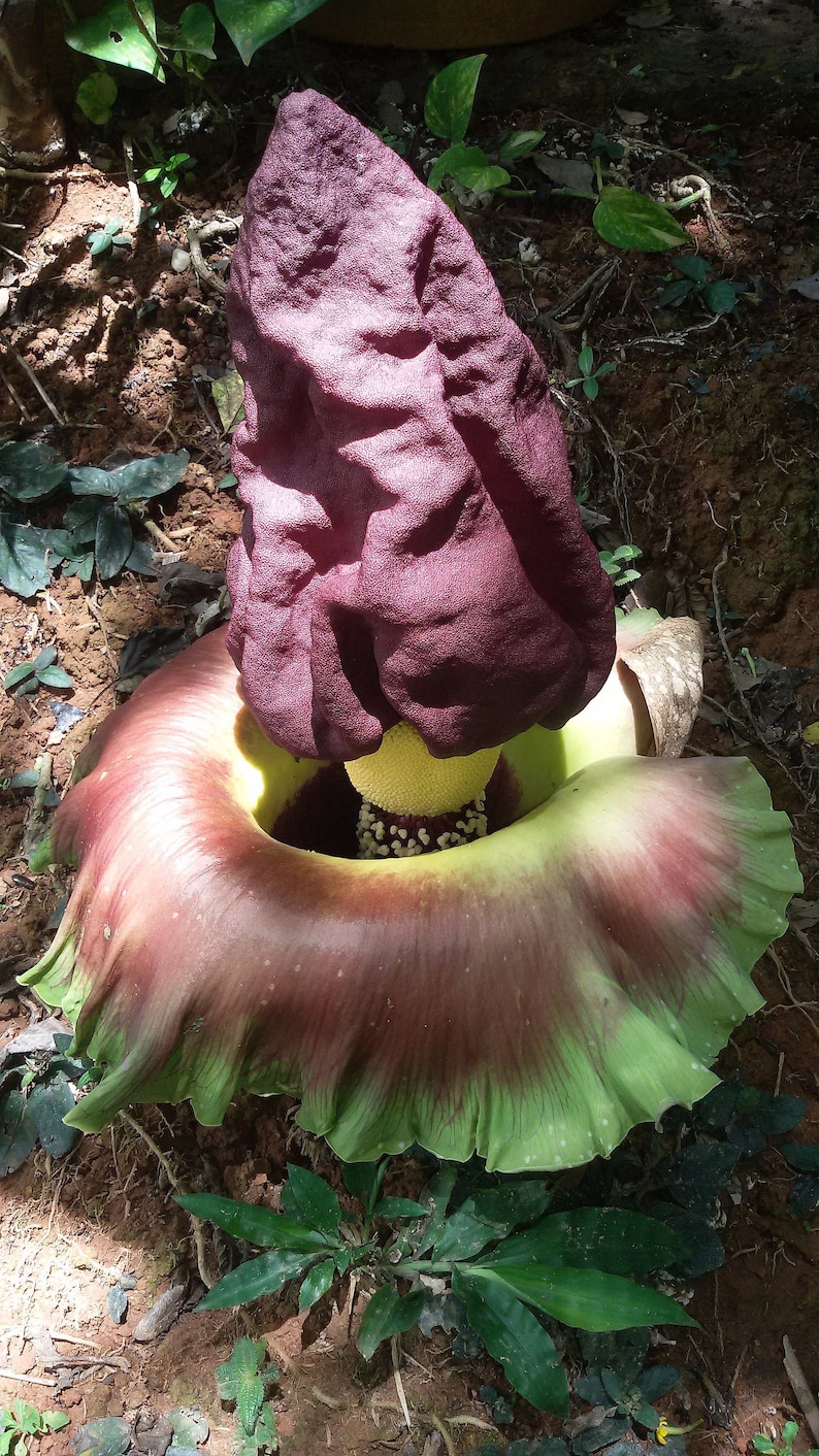 Amorphophallus Paeoniifolius Elephant Yam Perennial Tropical Aroid 5 Seeds image 7