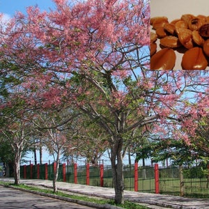 Cassia grandis Pink Shower Tree 10 Seeds image 5