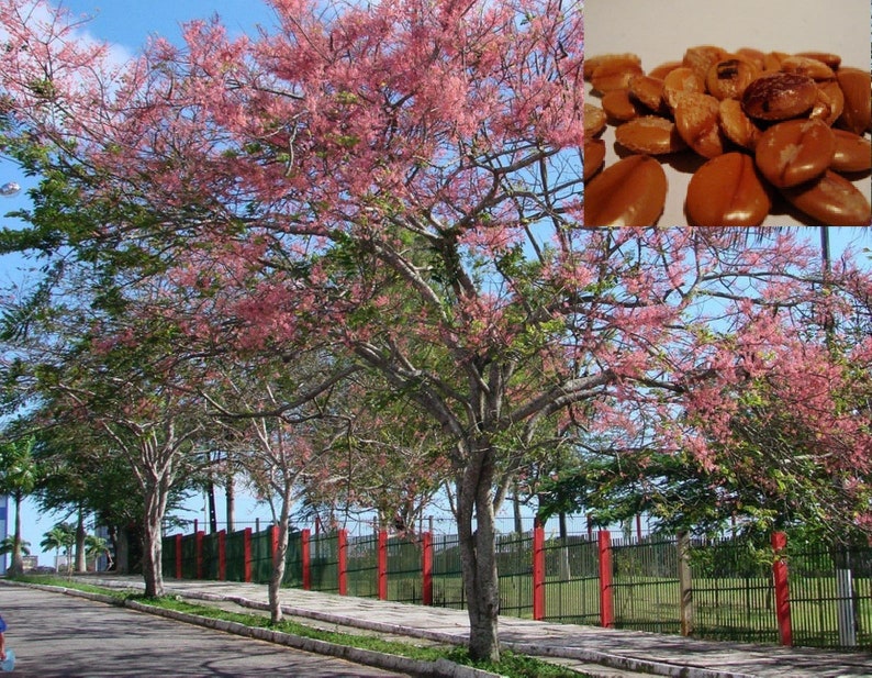 Cassia grandis Pink Shower Tree 10 Seeds image 5