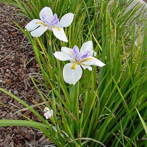 Dietes iridioides Wood Iris 10 Seeds image 3