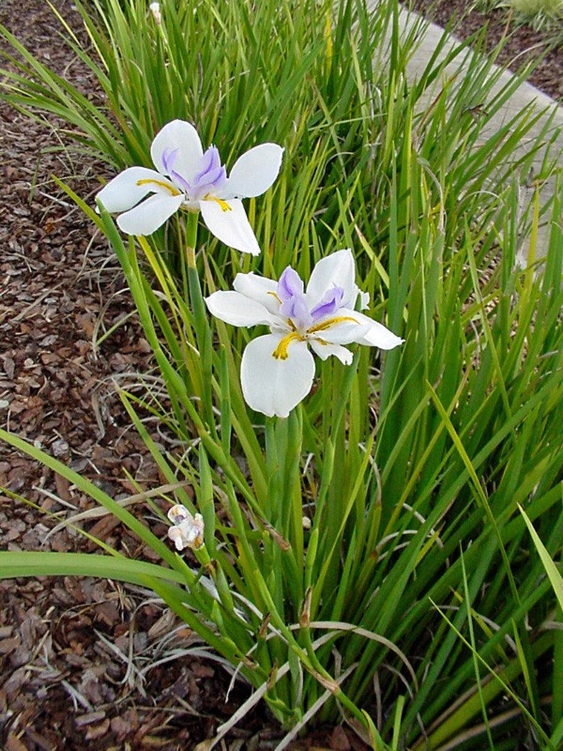 Dietes iridioides Wood Iris 10 Seeds image 3