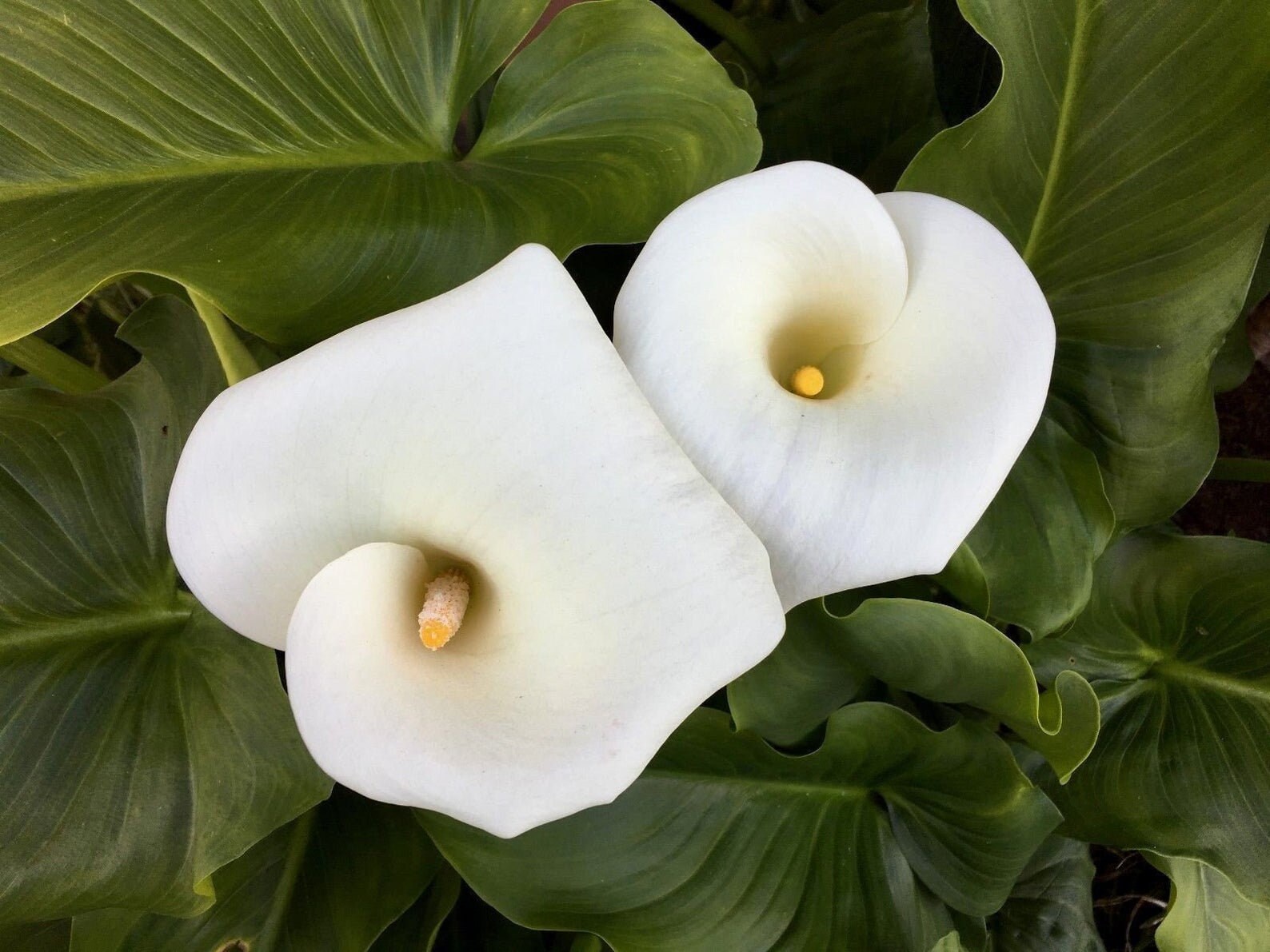 lily❤︎ Longfield Gardens Lily Collections, 40-count | Costco
