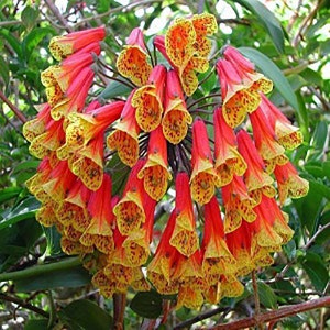 Bomarea Multiflora Seeds - 5 Seeds - Alstroemeria - Flowers Rouge Orange - Very Rare