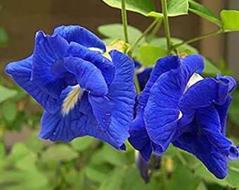 Clitoria ternatea blue double - Butterfly pea, blue fairy, blue queen - 10 Seeds