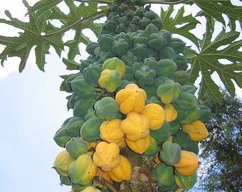 Carica Pubescens Cundinamarca 10 Semillas - Montaña Papaya