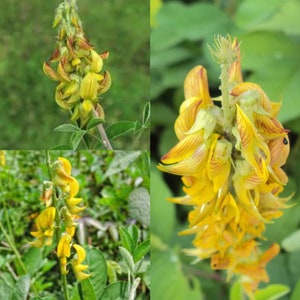 Crotalaria Pallida Smooth Rattlebox, Rattlepod Perennial Herb 50 Seeds image 1