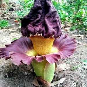 Amorphophallus Paeoniifolius Elephant Yam Perennial Tropical Aroid 5 Seeds image 4