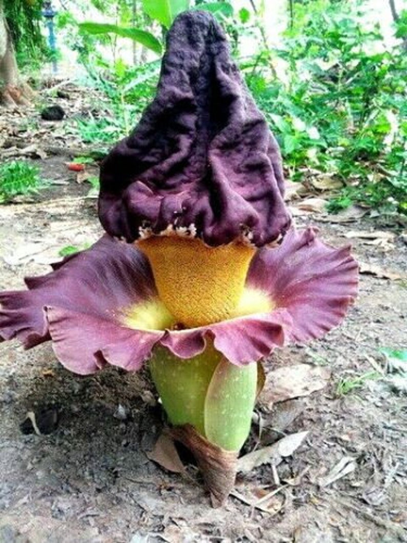 Amorphophallus Paeoniifolius Elephant Yam Perennial Tropical Aroid 5 Seeds image 4