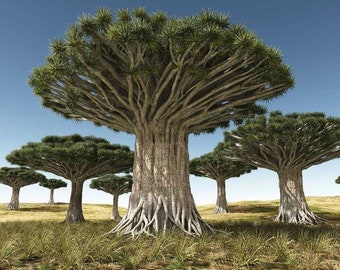 Dracaena Draco - Dragon Blood Tree Seeds !! Zeer verse zaden - 10 zaden