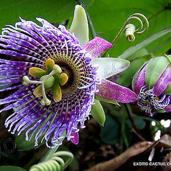 Passiflora Ligularis 40 Samen Sweet Passion Fruit - Sweet Granadilla Maracuja