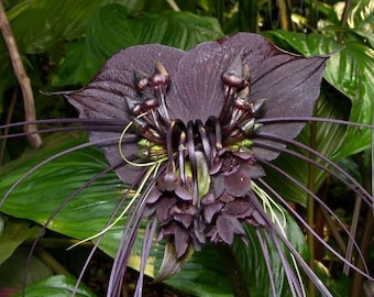 Tacca Chantrieri - Black Bat Flower - Black Orchid - 10 Seeds - Very Fresh Seeds