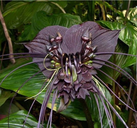 Tacca Chantrieri Flor de murciélago negro Orquídea Negra - Etsy España Tacca Chantrieri Flor de murciélago negro Orquídea Negra - Etsy España