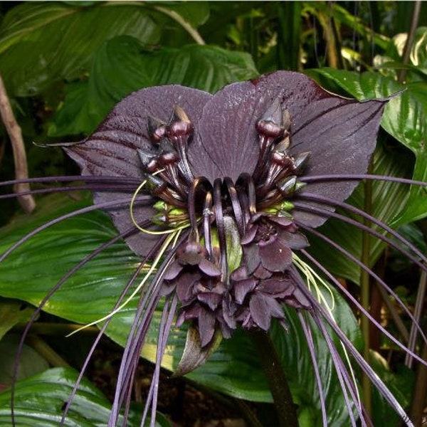 Tacca Chantrieri - Flor de murciélago negro - Orquídea Negra - 10 Semillas - Semillas Muy Frescas