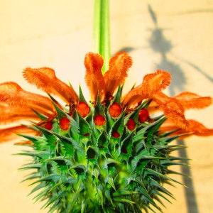 Leonotis leonurus 20 seeds Lion's Tail Wild Dagga image 2