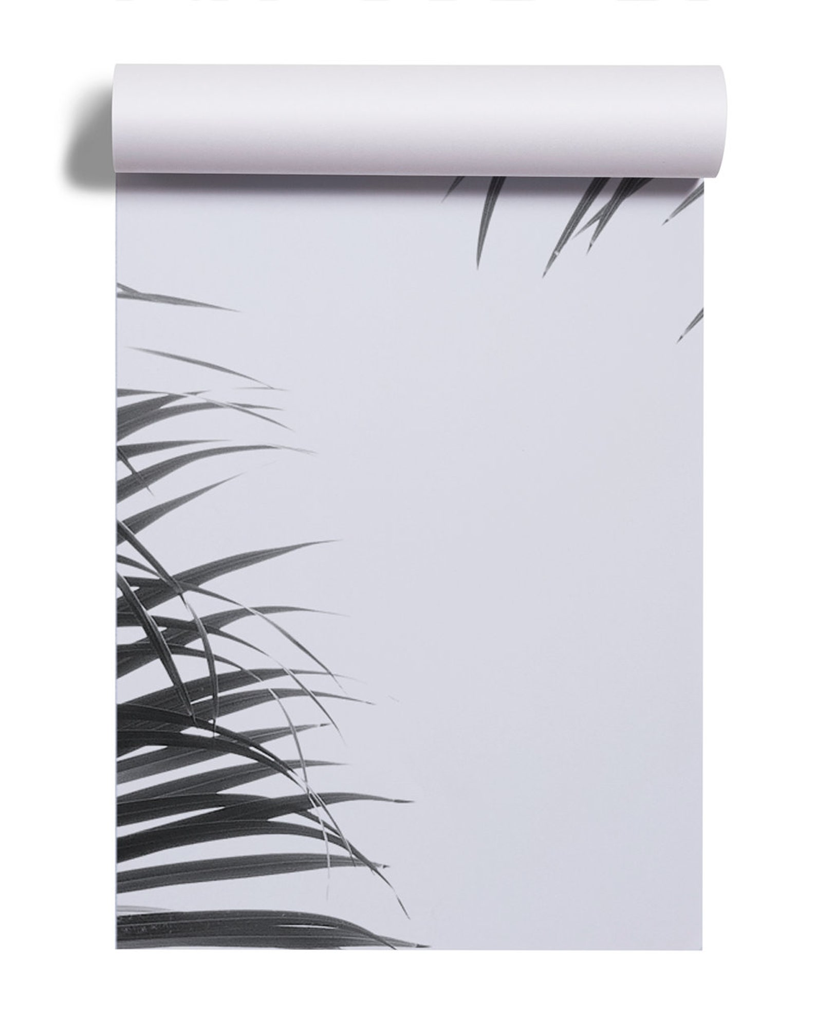 White Wallpaper With Black Palm Leaves Hanging | Self Adhesive | Peel ...