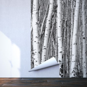 Birch Tree Forest Wallpaper, Black and White Trees Wall Mural • Peel ...