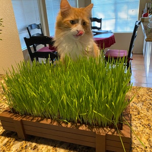 Certified Organic Easy Cat Grass Kit with Beautiful Reusable Wooden Planter, Fiber Soil, 100% organic wheat seeds. Guaranteed to grow!