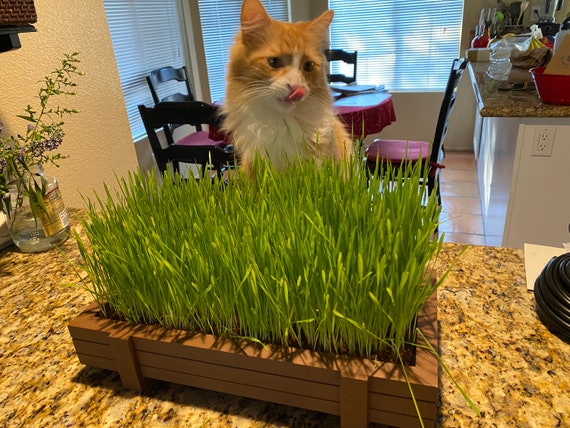 Certified Organic Easy Cat Grass Kit With Beautiful Reusable
