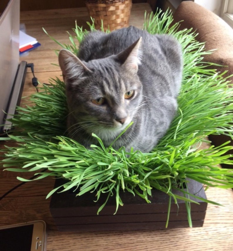 Certified Organic Easy Cat Grass Kit With Beautiful Reusable Etsy