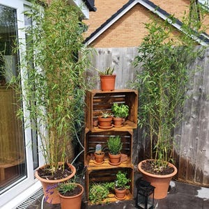 May include: Outdoor scene featuring potted bamboo plants and various potted herbs and succulents. The plants are arranged in terracotta pots and wooden crates, creating a natural and inviting garden display. A black lantern adds a decorative touch.