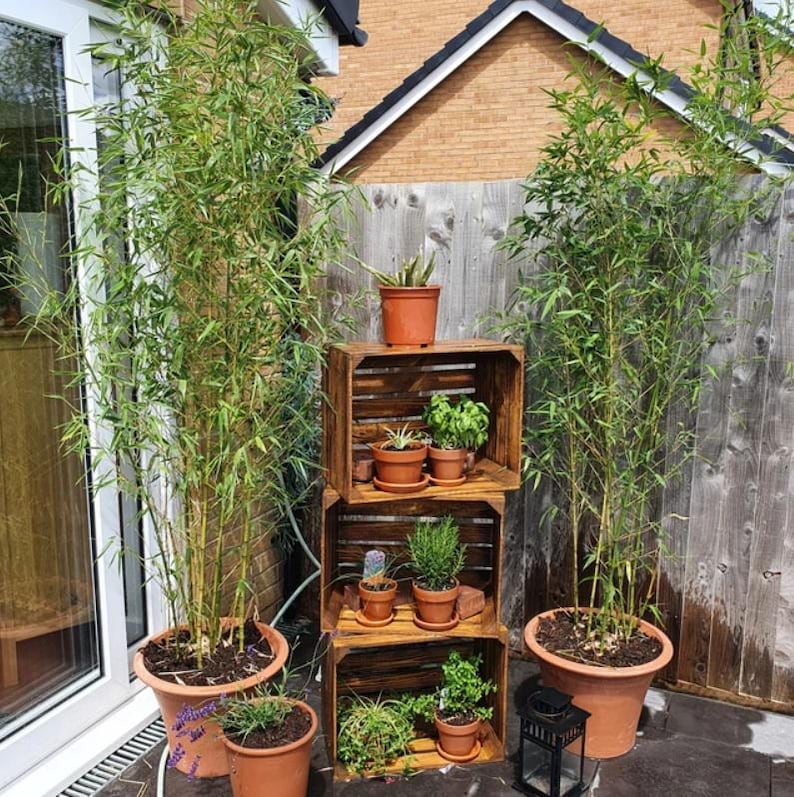 May include: Outdoor scene featuring potted bamboo plants and various potted herbs and succulents. The plants are arranged in terracotta pots and wooden crates, creating a natural and inviting garden display. A black lantern adds a decorative touch.