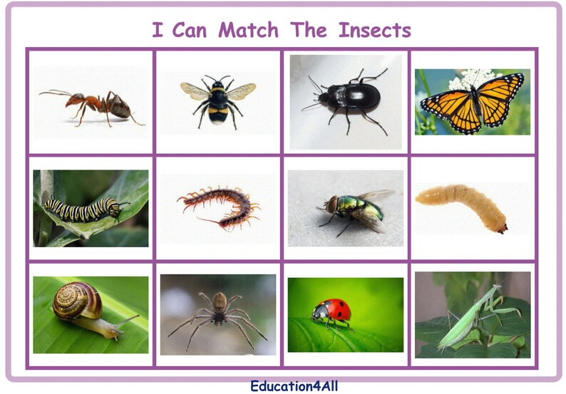 Match The Insects DIGITAL DOWNLOAD Matching Activity Etsy