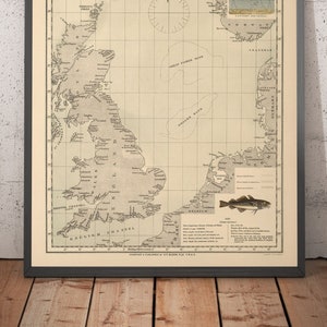 Old Cod Fish Map of the North Sea, 1883 by O.T. Olsen - Cod Fishing, Distribution, Spawning, Etc. - Framed, Unframed