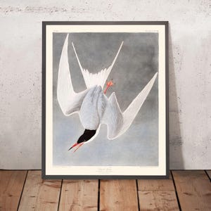 Great Tern by John James Audubon, 1827