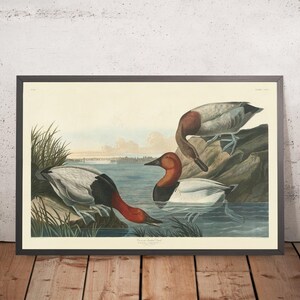 Canvas Backed Duck from &#39;Birds of America&#39; by John James Audubon, 1827