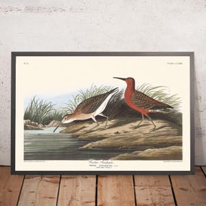 Pigmy Curlew by John James Audubon, 1827