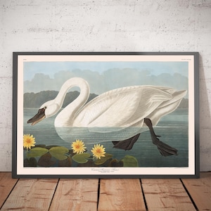 Common American Swan by John James Audubon, 1827
