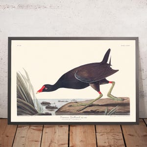 Common Gallinule by John James Audubon, 1827