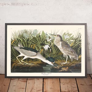 Night Heron, or Qua Bird by John James Audubon, 1827