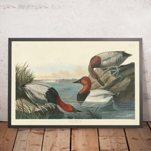 Canvas Backed Duck from &#39;Birds of America&#39; by John James Audubon, 1827