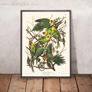 Carolina Parrot by John James Audubon, 1827