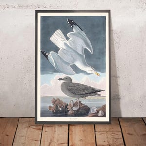 Herring Gull by John James Audubon, 1827