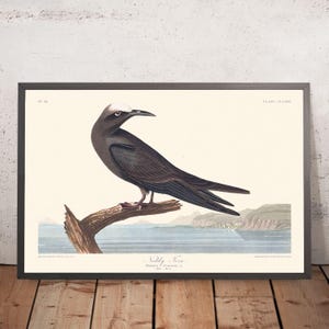 Noddy Tern by John James Audubon, 1827