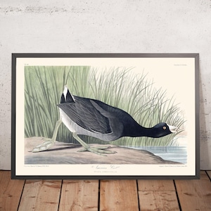 Focha americana por John James Audubon, 1827