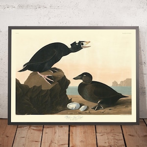 Black or Surf Duck from &#39;Birds of America&#39; by John James Audubon, 1827