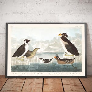 Guillemots & Auks (Seabirds) by John James Audubon, 1827