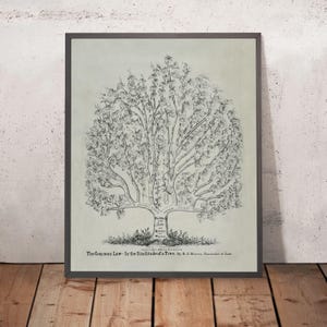 May include: A black and white illustration of a tree with branches and leaves. The tree is labeled "The Common Law - In the Similitude of a Tree. By R. C. Bierre, Counselor at Law."